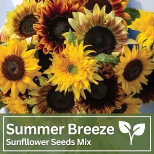 Sommerbrise Sonnenblumenkerne Mix | Wilde Blumen | Hochzeitsblumen