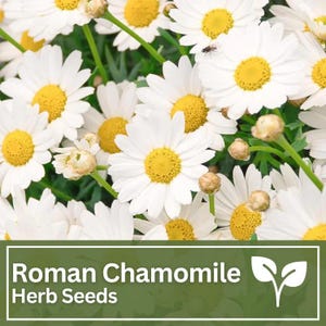 Può includere: Primo piano di fiori di camomilla romana con petali bianchi e centri gialli. L'immagine include steli e boccioli verdi. Il testo in basso recita "Semi di erbe di camomilla romana".