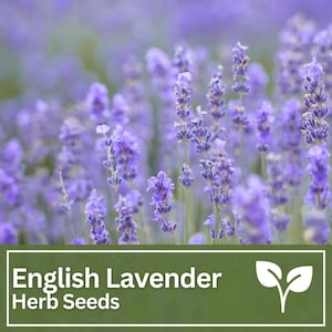 English Lavender Herb Seeds | Variety for Cottage Gardens, Bees