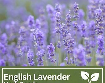Semi di lavanda inglese / Varietà per giardini rurali, api