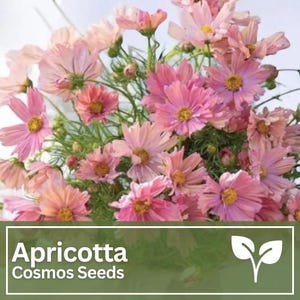 Cosmos Apricotta Flower Seeds | Wild Flowers | Wedding Flowers