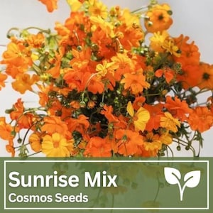 Cosmos Sunrise Mix Flower Seeds | Wild Flowers | Wedding Flowers