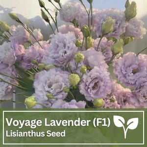 Lisianthus Voyage Lavender (F1) Seeds | Wild Flowers | Wedding Flowers