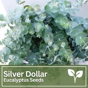 Eucalyptus Silver Dollar Seeds