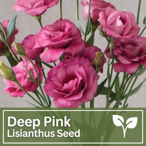 Lisianthus tiefrosa rot Blumensamen | Eustoma Grandiflorum Samen