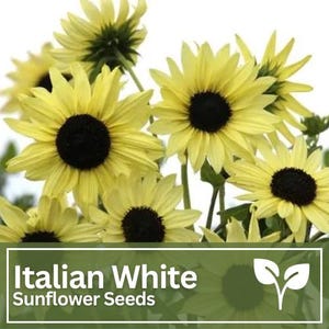 Sunflower Vanilla Italian White Rare Seeds  | Wild Flowers | Wedding Flowers