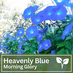 Graines Heavenly Blue Morning Glory | Fleurs sauvages | Fleurs de mariage