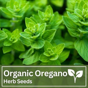 Oregano Organic Seeds - Culinary Herb for Indoor Outdoor Herb Garden
