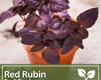 Semillas de albahaca roja rubí Semillas de hierbas Albahaca morada