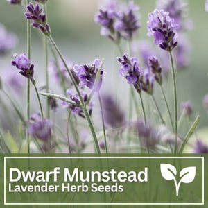 Dwarf Munstead Lavender Seeds Herb for Indoor Outdoor Herb Garden