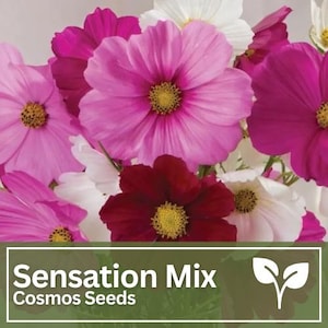 Cosmos Sensation Mix Seeds | Wild Flowers | Wedding Flowers