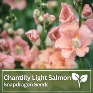 Snapdragon Chantilly Light Salmon Seeds | Wild Flowers | Wedding Flowers
