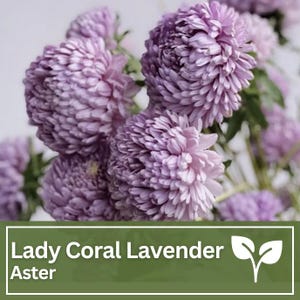 Lady Coral Lavender China Aster Seed | Wild Flowers | Cut Flower | Wedding Flowers
