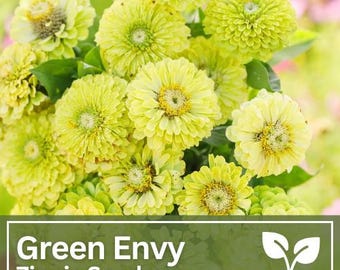 Zinnia Green Envy | Kwiaty polne | Kwiaty ślubne