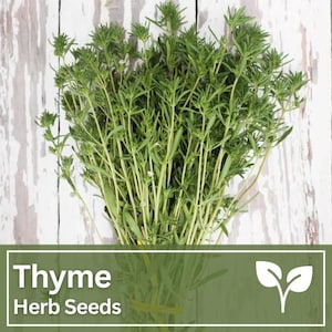 Thyme Herb Seeds - Culinary Herb for Indoor Outdoor Herb Garden