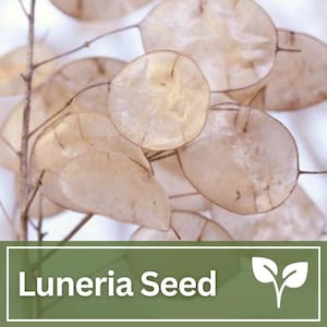 Silver Dollar Lunaria Honesty Seeds | Wild Flowers | Cut Flower | Wedding Flowers