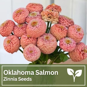 Graines de saumon Zinnia Oklahoma | Fleurs sauvages | Fleurs de mariage