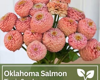 Sementes de salmão Zinnia Oklahoma | Flores selvagens | Flores de casamento