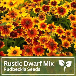Rudbeckia Rustic Dwarf Mix Flower Seeds | Dzikie kwiaty | Kwiaty ślubne