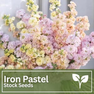 Iron Pastel Stock Flower Seed Mix | Cut Flower | Wild Flowers | Wedding Flowers