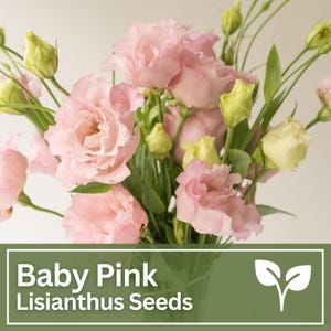 Lisianthus Arena III Baby Pink Flower Seeds | Eustoma Grandiflorum Seeds