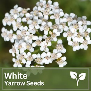 50+ White Yarrow Flower Seeds | Wild Flowers | Wedding Flowers