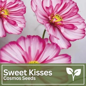 Cosmos Sweet Kisses Seeds | Candy Stripe | Wild Flowers | Wedding Flowers