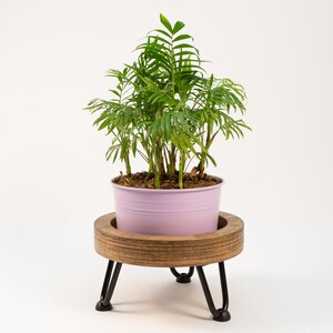 May include: A potted green plant with a light purple planter sitting on a wooden plant stand with black metal legs.