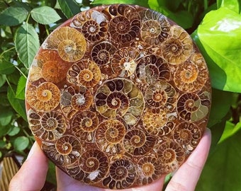 Natural Rare Ammonite Disc,Fossil Conch Specimen,Crystal Quartz Fossil Conch,Reiki Healing,Home Decoration,From Madagascar,Crystal Gifts 1PC