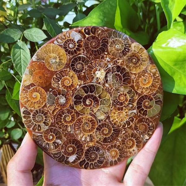 Natural Rare Ammonite Disc,Fossil Conch Specimen,Crystal Quartz Fossil Conch,Reiki Healing,Home Decoration,From Madagascar,Crystal Gifts 1PC