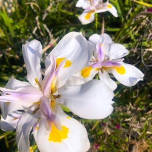 May include: Close-up of white iris flowers with yellow and purple accents. The flowers have delicate petals and are in full bloom.