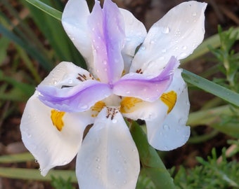 African Iris baby seedlings live plant, Dietes iridioides, Fortnight Lily, Butterfly Iris (bare root)