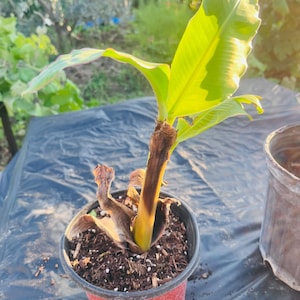 Könnte beinhalten: Eine kleine Bananenpflanze in einem roten Plastiktopf. Die Pflanze hat große, leuchtend grüne Blätter mit gelben Akzenten. Der Stiel ist braun und gelb. Der Topf steht auf einer schwarzen Oberfläche, mit verschwommenem Grün im Hintergrund.