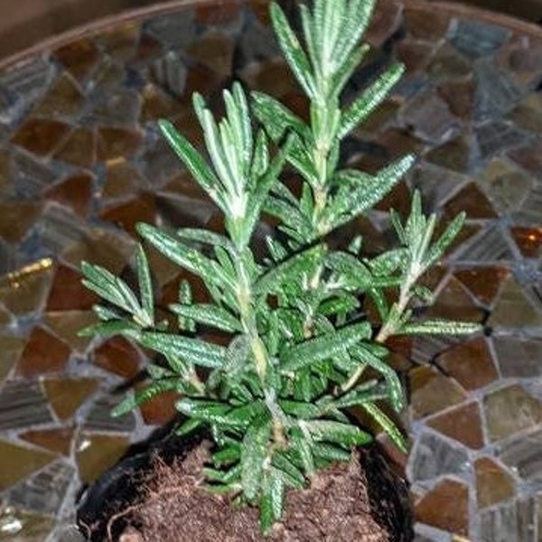 Rosemary live plant rooted cuttings / unrooted cuttings