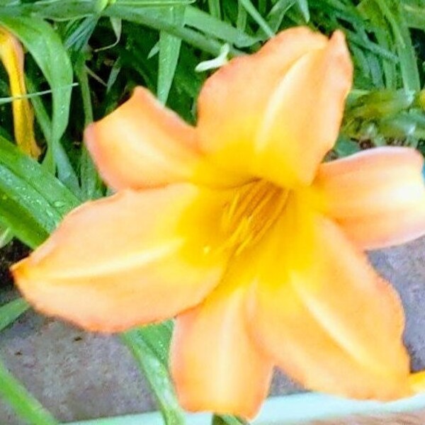 Orange and Yellow Daylilies live rooted starter plants (bare root)