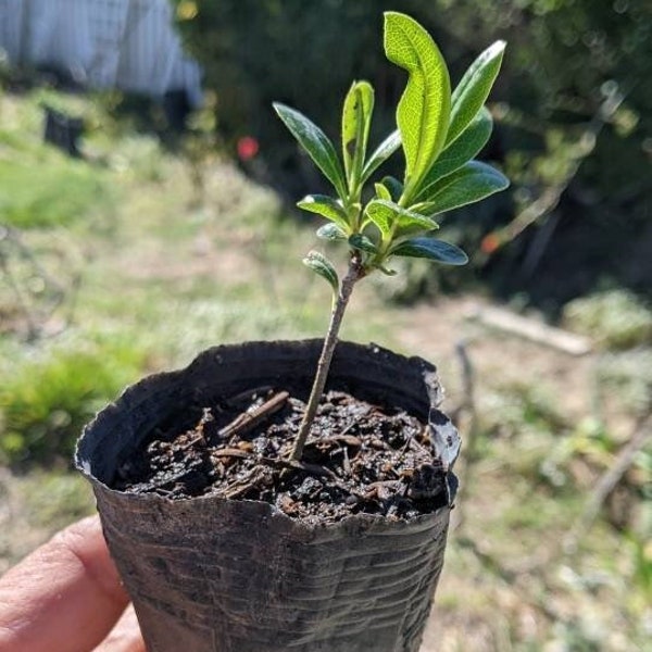 Pittosporum Green, Mock Orange Seedlings