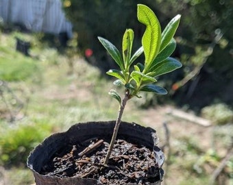 Pittosporum Green, Mock Orange Seedlings