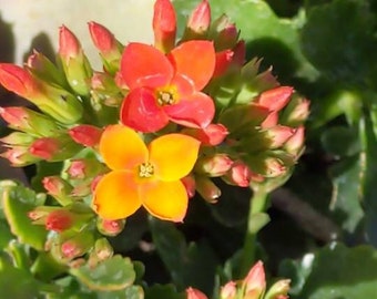 Kalanchoe Orange & Red / Pink /  Red / Fuchsia /White/  Widow’s Thrill / Panda Plant, live plant succulent