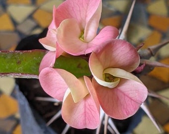 Reddish Orange / Euphorbia Milii / Corona de Cristo live plant Rooted cutting and Unrooted cuttings