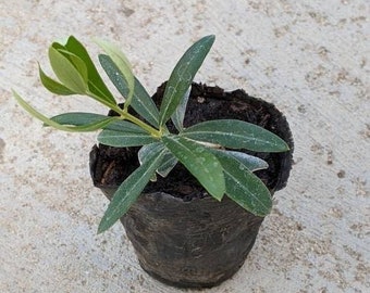 Mission Olive Tree rooted cuttings