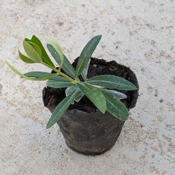Mission Olive Tree rooted cuttings