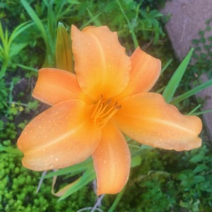 Orange and Yellow Daylily live rooted starter plants (bare root)