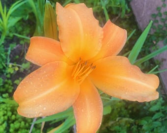 Orange and Yellow Daylily live rooted starter plants (bare root)