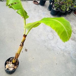 Può includere: Una giovane pianta di banano in un vaso nero. La pianta ha grandi foglie verde brillante e un fusto spesso, marrone e giallo. Il vaso è riempito di terra e foglie secche. Altre piante in vaso sono sullo sfondo.