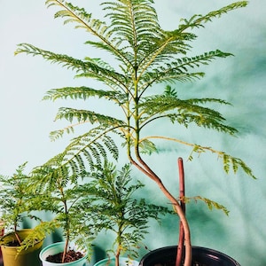Jacaranda Tree Blue live plant, Jacaranda mimosifoila