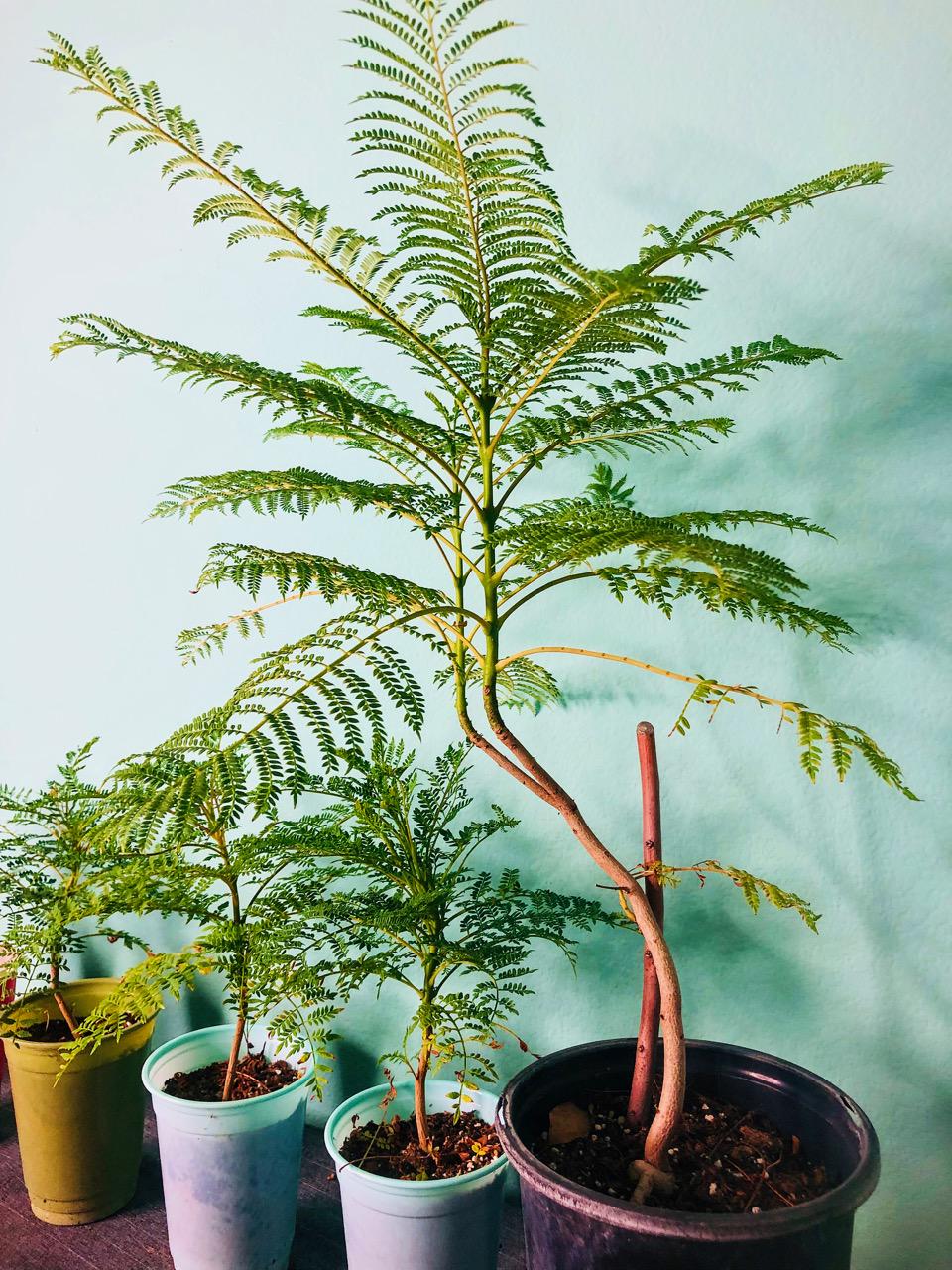 Jacaranda Tree Blue live plant, Jacaranda mimosifoila - Etsy sterreich