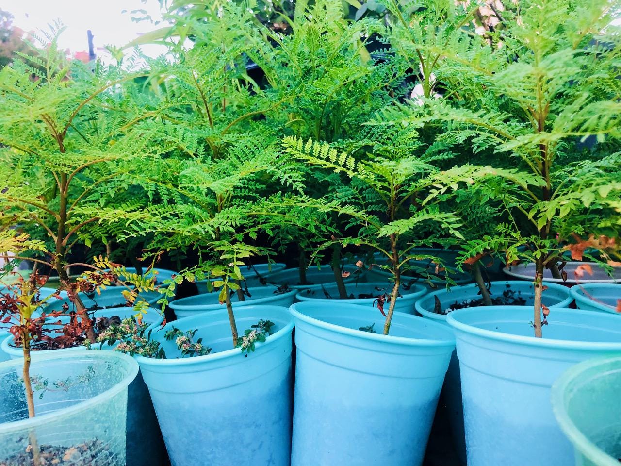 Jacaranda Tree Blue Live Plant, Jacaranda Mimosifoila - Etsy