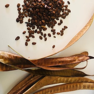 Leucaena leucocephala, Miracle Tree, River Tamarind Tree, Guaje seeds 30