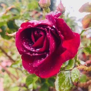 Red Rose live plant root stock Dr. Huey Rose