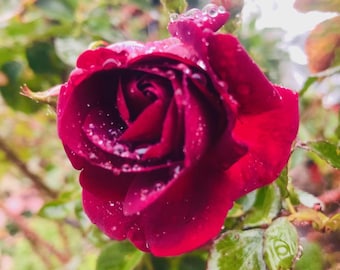 Rote Rose Wurzelstock Dr. Huey Rose